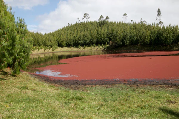 Primer plano de la Laguna Roja