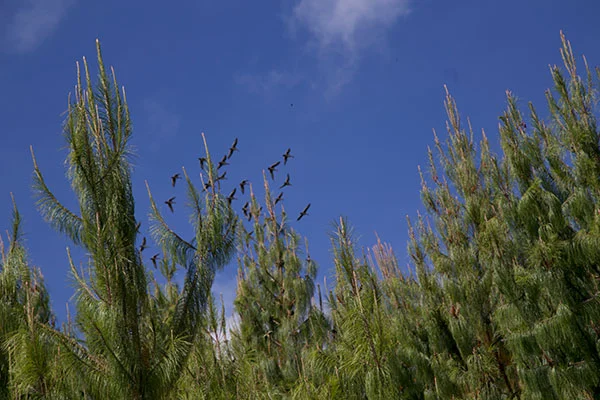 Imagen de aves volando